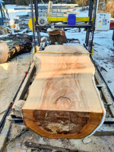 Trak taśmowy cięcie drewno bukowe Norwegia